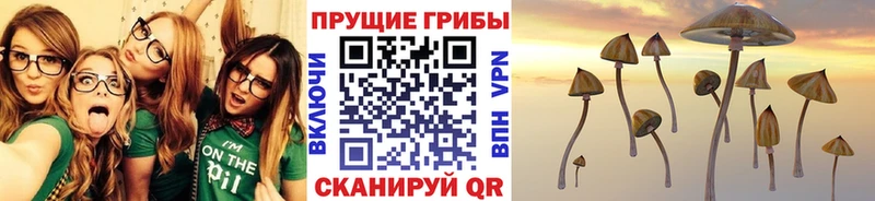 дарнет шоп  Рыбное  Галлюциногенные грибы Magic Shrooms 